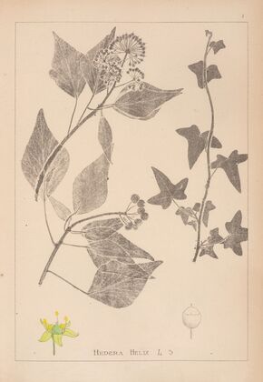 Herbier de la flore française Pl.0562
