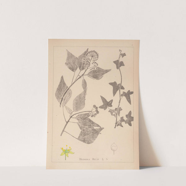 Herbier de la flore française Pl.0562 (1867-1876) by Louis Antoine Cusin