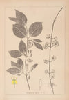 Herbier de la flore française Pl.0563