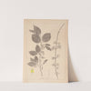 Herbier de la flore française Pl.0563 (1867-1876) by Louis Antoine Cusin