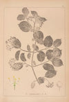 Herbier de la flore française Pl.0564