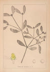 Herbier de la flore française Pl.0565