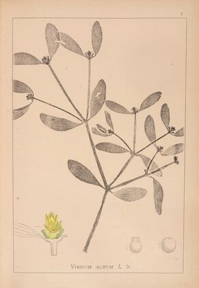 Herbier de la flore française Pl.0565