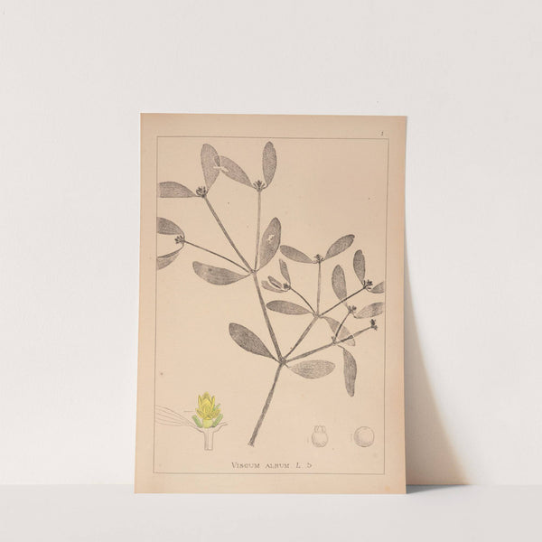 Herbier de la flore française Pl.0565 (1867-1876) by Louis Antoine Cusin