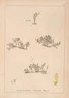 Herbier de la flore française Pl.0566