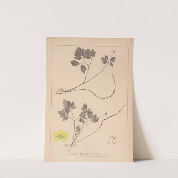 Herbier de la flore française Pl.0567 (1867-1876) by Louis Antoine Cusin