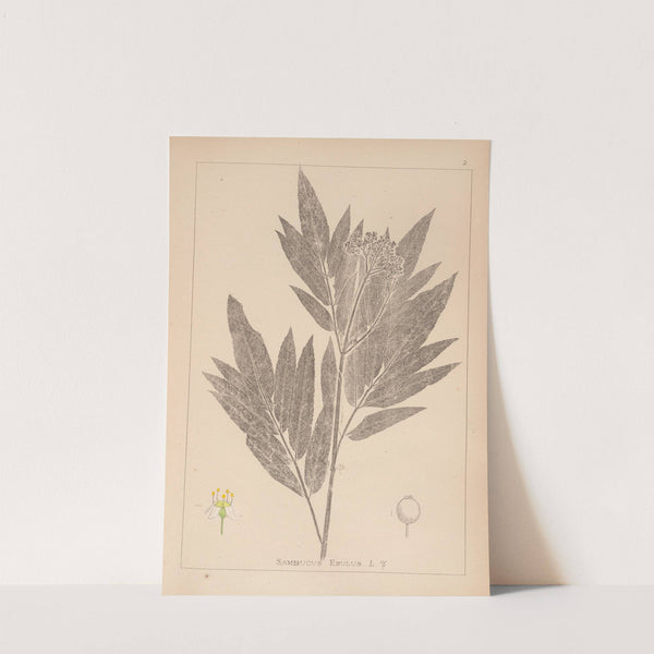 Herbier de la flore française Pl.0568 by Louis Antoine Cusin