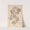 Herbier de la flore française Pl.0569 by Louis Antoine Cusin