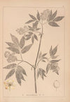 Herbier de la flore française Pl.0570