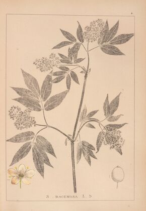 Herbier de la flore française Pl.0570