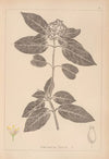 Herbier de la flore française Pl.0571