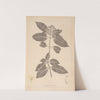 Herbier de la flore française Pl.0571 by Louis Antoine Cusin