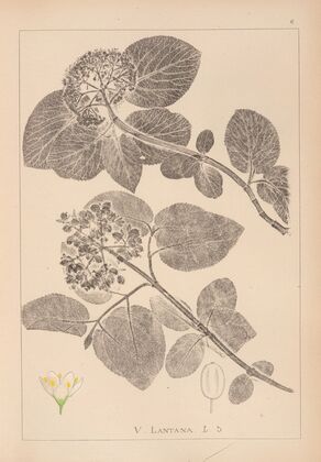 Herbier de la flore française Pl.0572