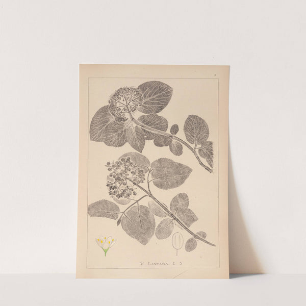 Herbier de la flore française Pl.0572 by Louis Antoine Cusin