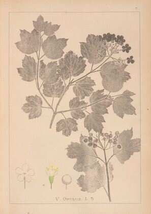 Herbier de la flore française Pl.0573