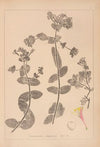 Herbier de la flore française Pl.0574