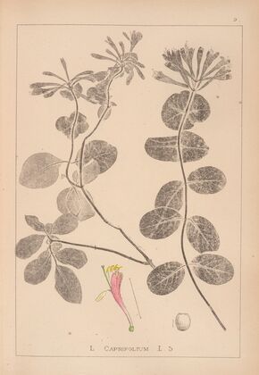 Herbier de la flore française Pl.0575