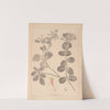 Herbier de la flore française Pl.0575 by Louis Antoine Cusin