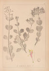 Herbier de la flore française Pl.0576