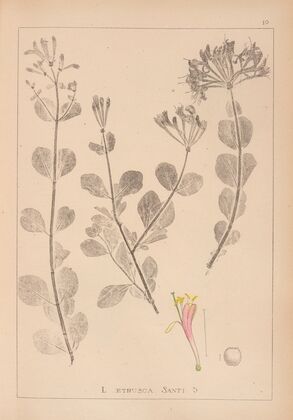 Herbier de la flore française Pl.0576