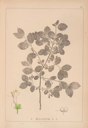 Herbier de la flore française Pl.0578