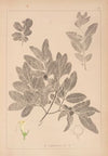 Herbier de la flore française Pl.0582