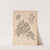 Herbier de la flore française Pl.0582 (1867-1876) by Louis Antoine Cusin