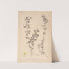 Herbier de la flore française Pl.0583 (1867-1876) by Louis Antoine Cusin