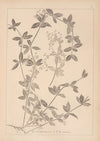 Herbier de la flore française Pl.0584