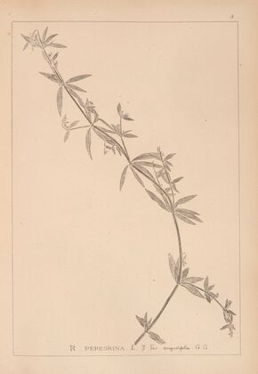 Herbier de la flore française Pl.0585