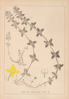 Herbier de la flore française Pl.0587