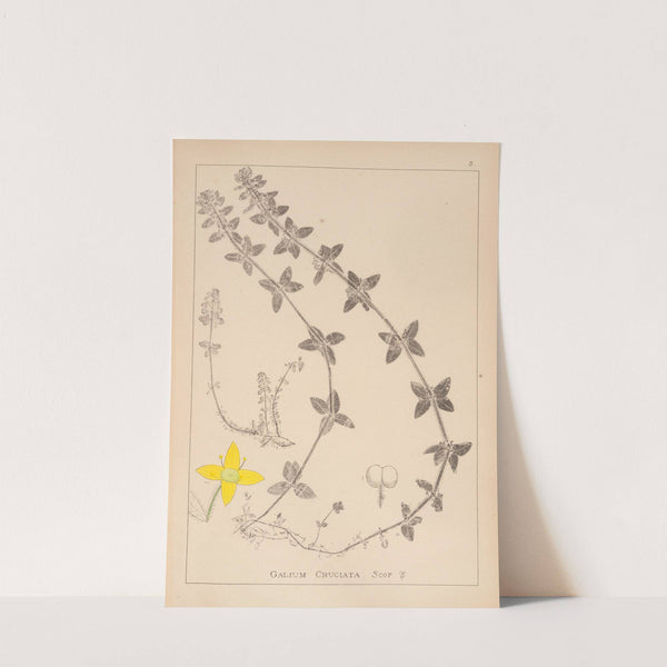 Herbier de la flore française Pl.0587 (1867-1876) by Louis Antoine Cusin