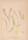 Herbier de la flore française Pl.0588