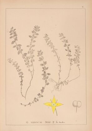 Herbier de la flore française Pl.0588