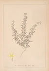 Herbier de la flore française Pl.0589