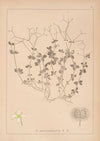 Herbier de la flore française Pl.0590