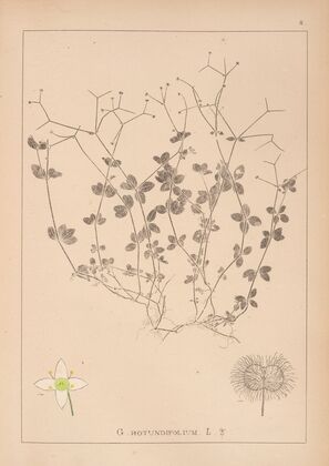 Herbier de la flore française Pl.0590