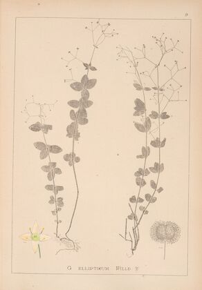 Herbier de la flore française Pl.0591