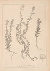 Herbier de la flore française Pl.0593