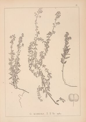 Herbier de la flore française Pl.0593