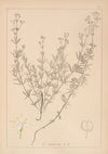 Herbier de la flore française Pl.0595
