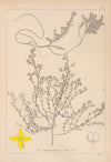 Herbier de la flore française Pl.0596