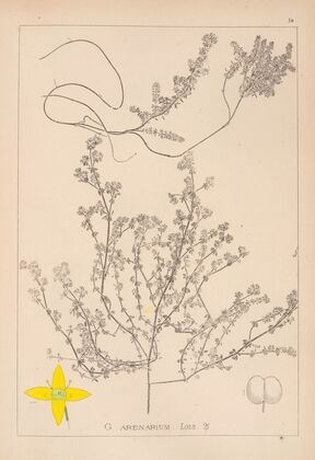 Herbier de la flore française Pl.0596
