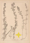 Herbier de la flore française Pl.0597