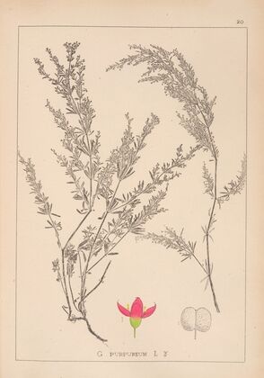 Herbier de la flore française Pl.0599
