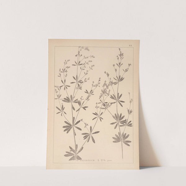 Herbier de la flore française Pl.0601 by Louis Antoine Cusin