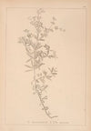 Herbier de la flore française Pl.0603