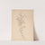 Herbier de la flore française Pl.0603 by Louis Antoine Cusin