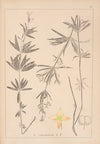Herbier de la flore française Pl.0604