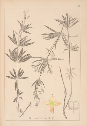 Herbier de la flore française Pl.0604